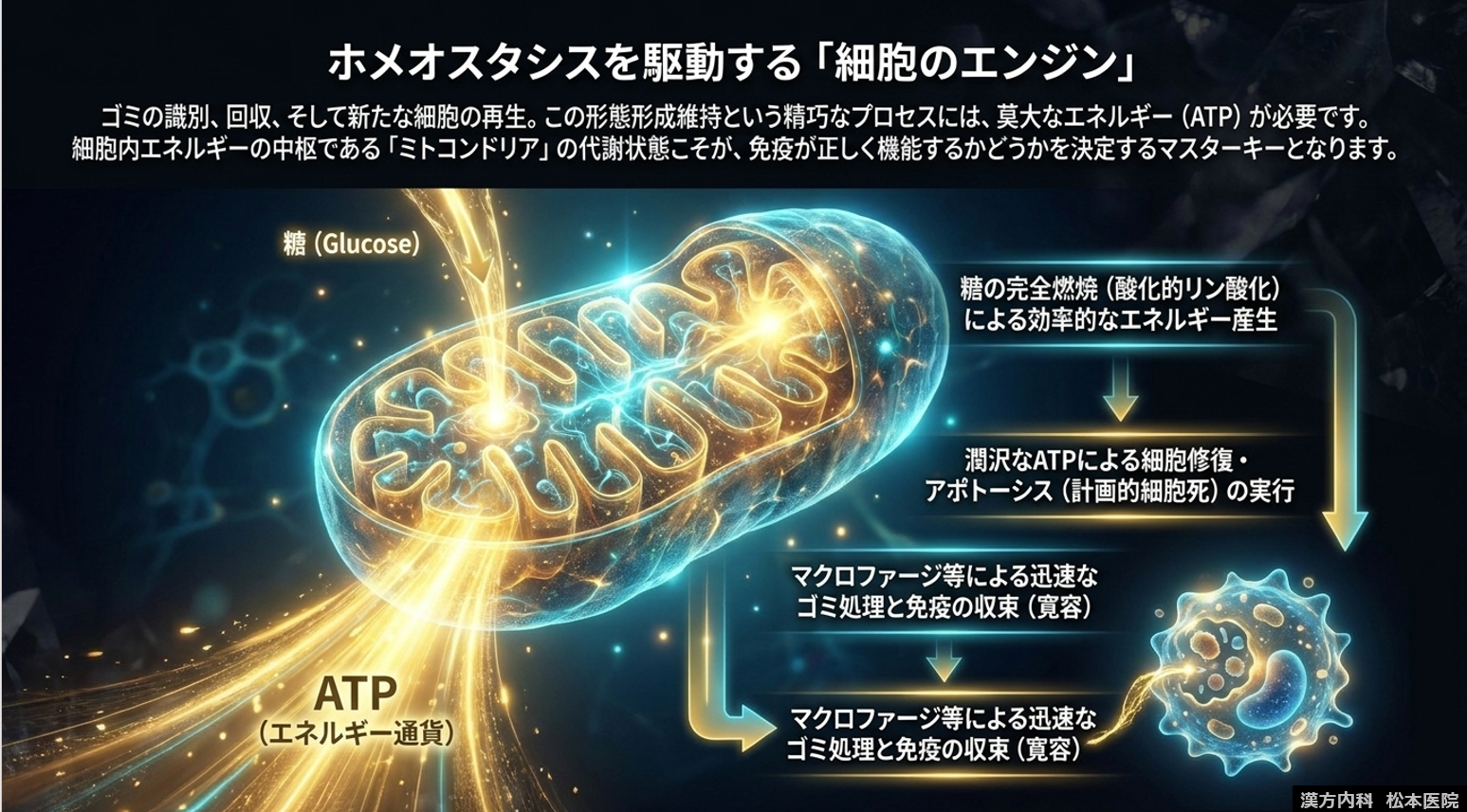 「“生命の本質”から根本治療を考える」シリーズ第三弾：免疫とは何か？ Part7 免疫のエネルギー代謝依存　～免疫低下に繋がるミトコンドリア機能異常～