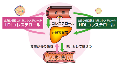 動脈硬化の予防と「コレステロール仮説」について４（facebookより転載 2019-11-19）
